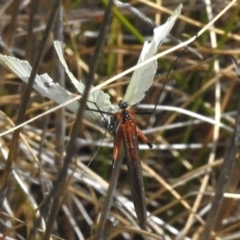 Harpobittacus (genus) (Hangingfly) at Namadgi National Park - 10 Nov 2023 by JohnBundock
