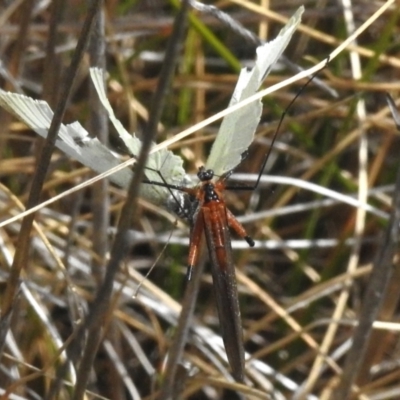 Harpobittacus (genus) (Hangingfly) at Namadgi National Park - 10 Nov 2023 by JohnBundock