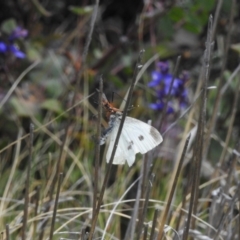 Harpobittacus (genus) at Namadgi National Park - 10 Nov 2023 11:23 AM