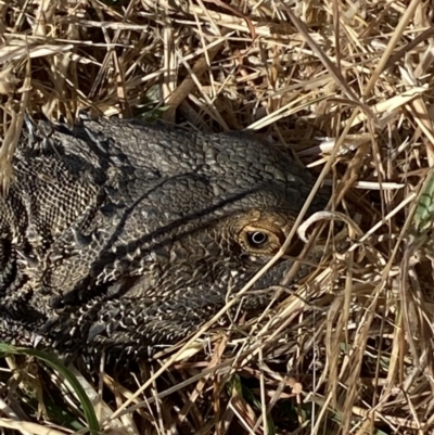 Pogona barbata (Eastern Bearded Dragon) at Molonglo Valley, ACT - 9 Nov 2023 by SteveBorkowskis