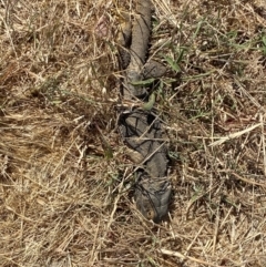 Pogona barbata at Molonglo Valley, ACT - 10 Nov 2023