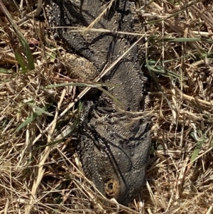 Pogona barbata at Molonglo Valley, ACT - 10 Nov 2023