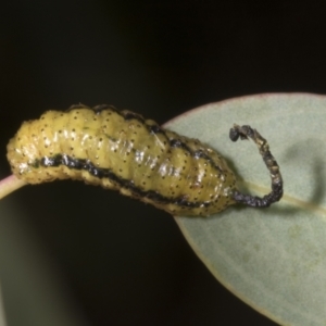 Gonipterus scutellatus at Evatt, ACT - 7 Nov 2023 08:52 AM