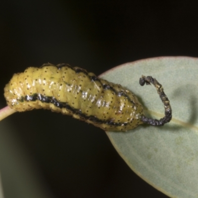 Gonipterus scutellatus (Eucalyptus snout beetle, gum tree weevil) at Evatt, ACT - 6 Nov 2023 by AlisonMilton