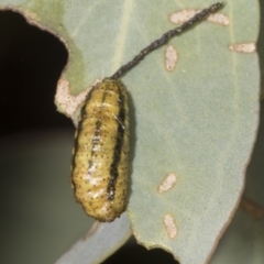 Gonipterus scutellatus at Evatt, ACT - 7 Nov 2023 08:52 AM