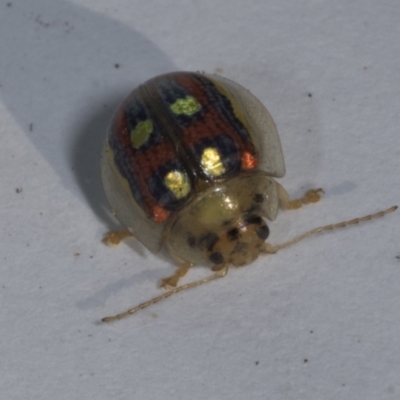 Paropsisterna annularis (A leaf beetle) at Croke Place Grassland (CPG) - 6 Nov 2023 by AlisonMilton