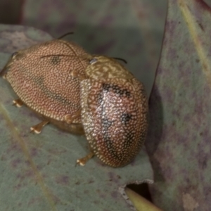 Paropsis atomaria at Croke Place Grassland (CPG) - 7 Nov 2023 10:42 AM