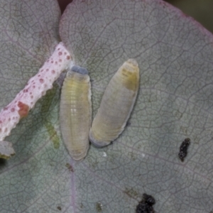 Paropsisterna m-fuscum at Evatt, ACT - 7 Nov 2023 10:18 AM