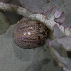 Paropsisterna m-fuscum at Evatt, ACT - 7 Nov 2023 10:18 AM