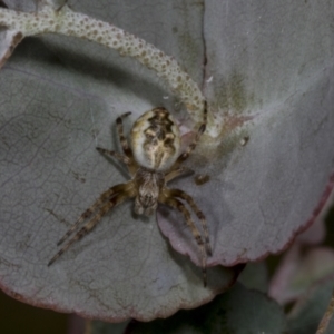 Paropsisterna m-fuscum at Evatt, ACT - 7 Nov 2023 10:18 AM