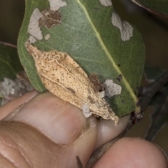 Hyalarcta nigrescens (Ribbed Case Moth) at McKellar, ACT - 6 Nov 2023 by AlisonMilton