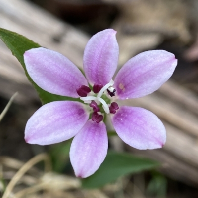Schelhammera undulata (Lilac Lily) at Deua National Park (CNM area) - 15 Oct 2023 by AJB