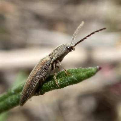 Monocrepidus sp. (genus) (Click beetle) at Forbes Creek, NSW - 10 Nov 2023 by AJB