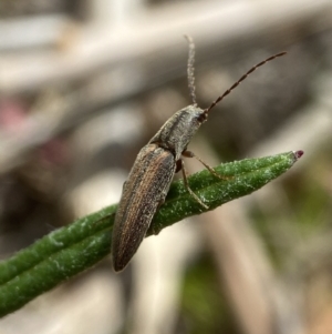 Monocrepidus sp. (genus) at QPRC LGA - 10 Nov 2023