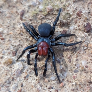 Missulena occatoria at Bullen Range - 10 Nov 2023