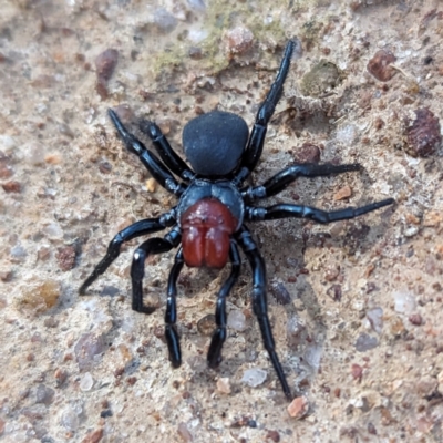 Missulena occatoria (Red-headed Mouse Spider) at Bullen Range - 9 Nov 2023 by HelenCross