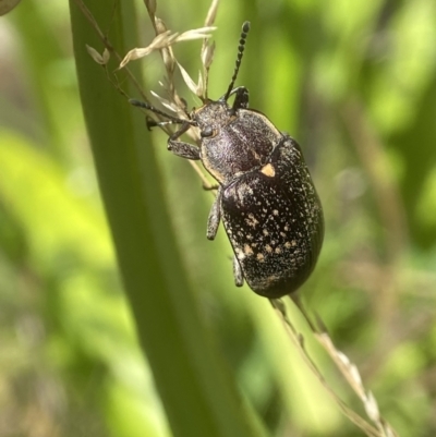 Lepispilus sp. (genus) (Yellow-spotted darkling beetle) at Palerang, NSW - 10 Nov 2023 by AJB