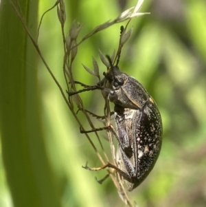 Pachycoelia sp. (genus) at QPRC LGA - suppressed