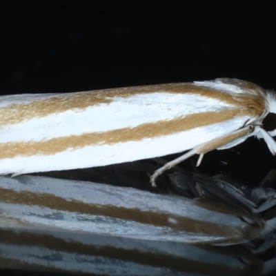Xylorycta parabolella (A Xyloryctid moth (Xyloryctidae)) at Ainslie, ACT - 29 Oct 2023 by jb2602