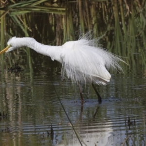 Ardea alba at Evatt, ACT - 7 Nov 2023