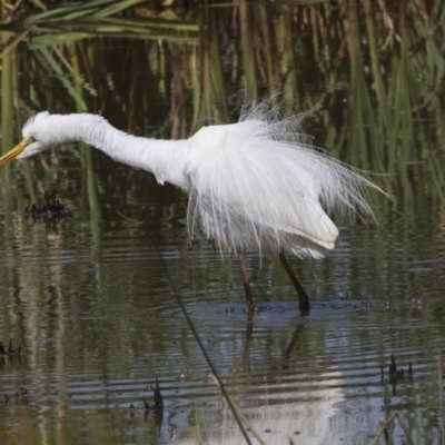 Ardea alba (Great Egret) at Evatt, ACT - 6 Nov 2023 by AlisonMilton