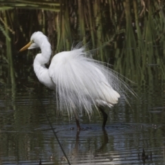 Ardea alba at Evatt, ACT - 7 Nov 2023