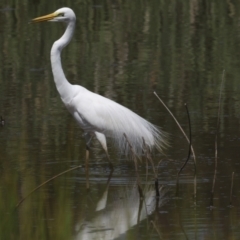 Ardea alba at Evatt, ACT - 7 Nov 2023