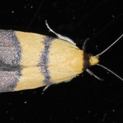 Heteroteucha translatella (Wingia Group) at Ainslie, ACT - 29 Oct 2023 by jb2602