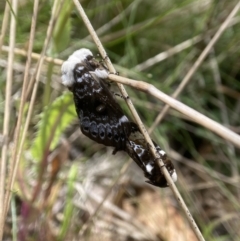 Genduara punctigera (Spotted Clear Winged Snout Moth) at Forbes Creek, NSW - 10 Nov 2023 by AJB