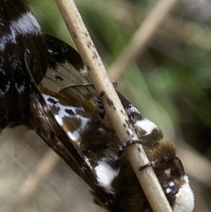 Genduara punctigera at QPRC LGA - suppressed