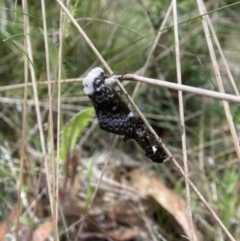 Genduara punctigera at QPRC LGA - suppressed