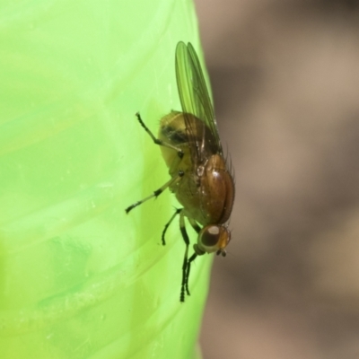 Lauxaniidae (family) (Unidentified lauxaniid fly) at Canberra Central, ACT - 22 Oct 2023 by AlisonMilton