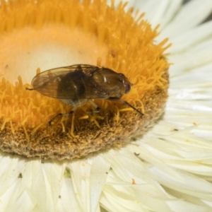 Lauxaniidae (family) at ANBG - 23 Oct 2023