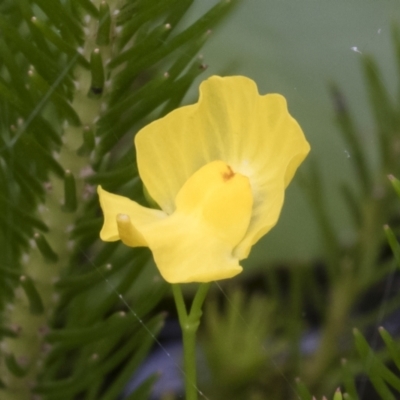 Utricularia gibba (Floating Bladderwort) at Illilanga & Baroona - 8 Feb 2019 by Illilanga