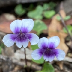 Viola hederacea (Ivy-leaved Violet) at Wyanbene, NSW - 15 Oct 2023 by AJB