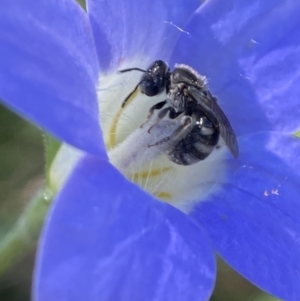 Lasioglossum (Chilalictus) sp. (genus & subgenus) at Holder, ACT - 20 Oct 2023