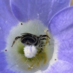 Lasioglossum (Chilalictus) sp. (genus & subgenus) at Holder, ACT - 20 Oct 2023