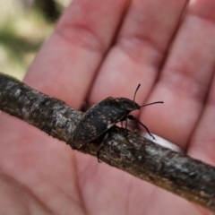 Lepispilus sp. (genus) at QPRC LGA - 10 Nov 2023