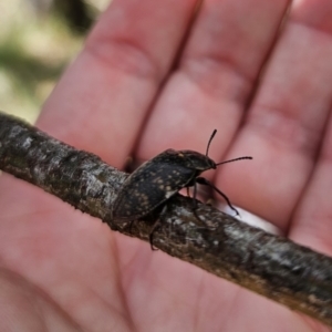 Lepispilus sp. (genus) at QPRC LGA - 10 Nov 2023