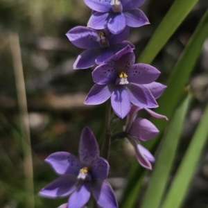 Thelymitra ixioides at QPRC LGA - 10 Nov 2023