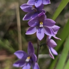 Thelymitra ixioides at QPRC LGA - suppressed