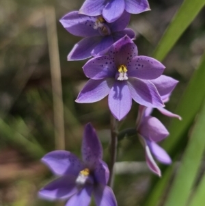 Thelymitra ixioides at QPRC LGA - 10 Nov 2023