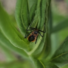 Gminatus australis at QPRC LGA - 10 Nov 2023