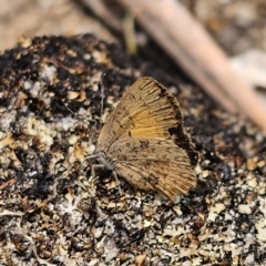 Paralucia aurifera (Bright Copper) at Hereford Hall, NSW - 10 Nov 2023 by Csteele4