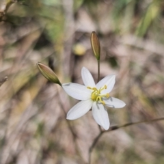 Thelionema caespitosum (Tufted Blue Lily) at QPRC LGA - 10 Nov 2023 by Csteele4