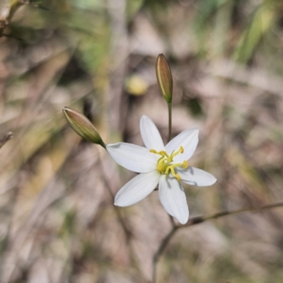 Thelionema caespitosum (Tufted Blue Lily) at Hereford Hall, NSW - 10 Nov 2023 by Csteele4