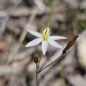 Thelionema caespitosum at suppressed - 10 Nov 2023