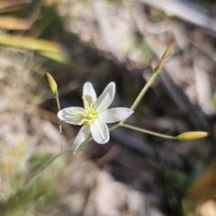 Thelionema caespitosum at suppressed - 10 Nov 2023