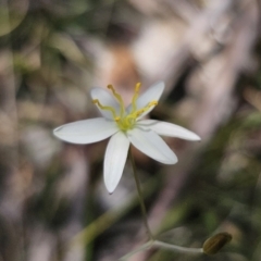 Thelionema caespitosum at suppressed - 10 Nov 2023