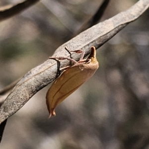 Wingia aurata at QPRC LGA - 10 Nov 2023 01:35 PM